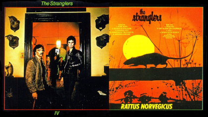 Rattus Norvegicus